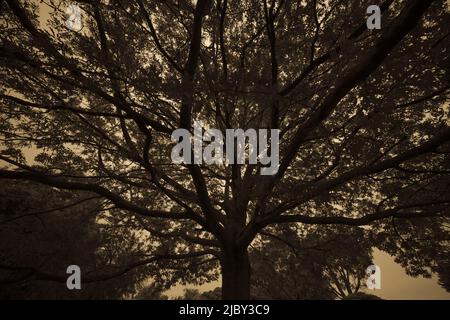 Low angle silhouette shot of moody tree Stock Photo