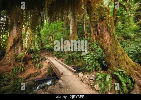 Hikers POV looking at a wooden footbridge over a creek in the Hoh Rain Forest National Park on the Olympic Peninsula in Washington State Stock Photo