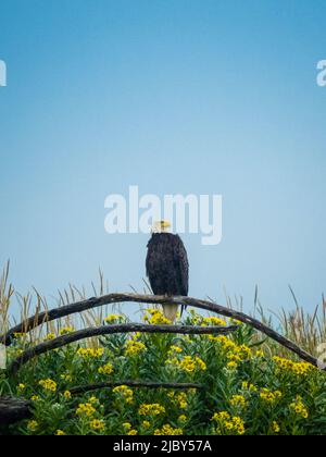 Bald Eagle (Haliaeetus leucocephalus) perched above beach wildflowers in Hallo Bay, Katmai National Park, Alaska Stock Photo