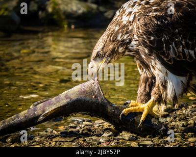 Bald Eagle (Haliaeetus leucocephalus) fishing along the shores of Auk Bay near Juneau, Alaska's Inside Passage Stock Photo