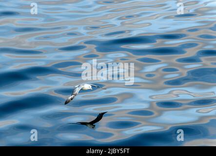 Northern fulmar (Fulmarus glacialis) flying low over the Bering Sea Stock Photo