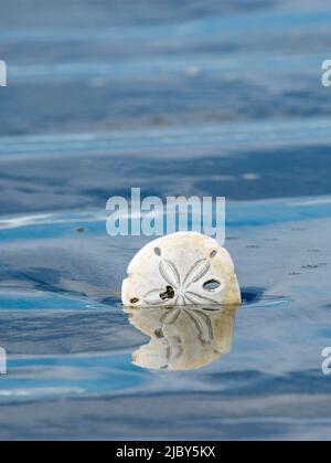 A lone sand dollar reflection in sand ripples on Pacific side of Isla Magdalena Stock Photo