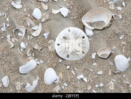 Scattered shells and sand dollar on Sand Dollar Beach, Isla Magdalena Stock Photo