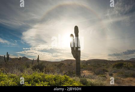 A sunburst peeks from behind a cardon cactus with a rainbow halo. Baja California Sur landscape on Isla Magdalena. Stock Photo