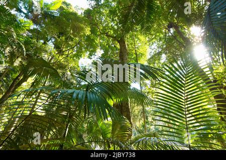 Looking up through rainforest towards canopy and sun filtering through trees Stock Photo