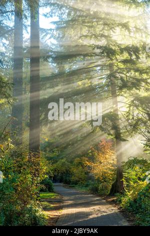 Light beams shining through a forest trail Stock Photo