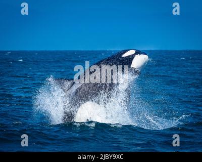 Sequence, Transiant Killer Whale (Orca orcinus) breaching in Monterey Bay, Monterey Bay National Marine Refuge, California Stock Photo