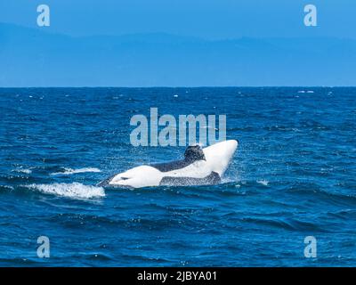 Sequence, Transiant Killer Whale (Orca orcinus) breaching in Monterey Bay, Monterey Bay National Marine Refuge, California Stock Photo