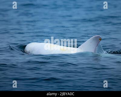 sighting in Monterey Bay, 'Casper,' white or lucistic Risso Dolphin (Grampus griseus), Monterey Bay National Marine Reserve, Pacific Ocean, California Stock Photo