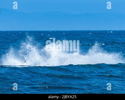 Sequence, the splash, Transiant Killer Whale (Orca orcinus) breaching in Monterey Bay, Monterey Bay National Marine Refuge, California Stock Photo