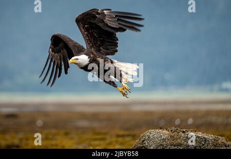 An American Bald Eagle takes off from a top a rock in the intertidal zone of Juneau Alaska Stock Photo