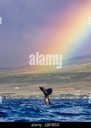 Humpback Whale (Megaptera novaeangliae) lifts its fluke under the rainbow, Maui, Hawaii Stock Photo