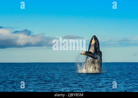 Humpback Whales (Megaptera novaeangliae), Maui, Hawaii Stock Photo