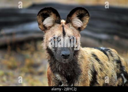 African wild dog (Lycaon pictus) Stock Photo