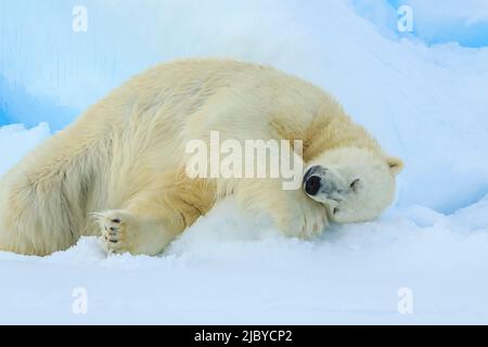 Polar bear (Ursus maritimus) sleeping on pack ice, Svalbard, Norway Stock Photo