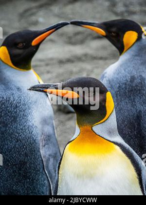 We three kings, Trio of King Penguins (Aptenodytes patagonicus), Gold Harbor, South Georgia Stock Photo