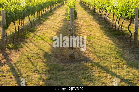 Close up of golden afternoon light shining through grapevines in vineyard Stock Photo