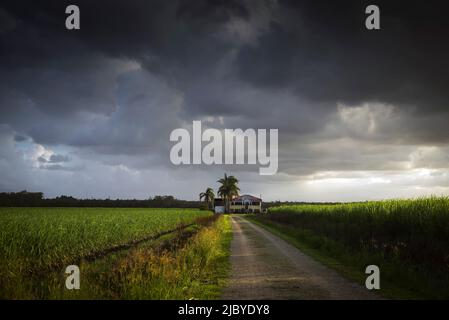 Looking down road between rows of young sugarcane plants at old Queenslander Homestead and stormy sky above Stock Photo