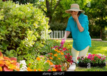 Mature woman gardening, she planting flowers Stock Photo - Alamy