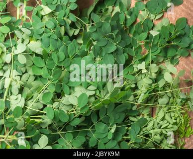 bunch of moringa or drumstick tree leaves on a wooden table top, closeup view taken from above Stock Photo