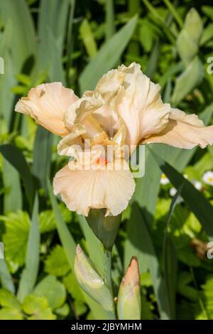 'Edward of Windsor' Tall Bearded Iris, Tyskiris (Iris germanica) Stock Photo