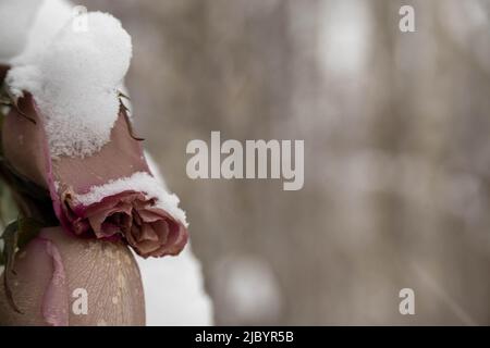 Wilted rosebuds under the snow in the winter park. Close-up, selective focus. Stock Photo