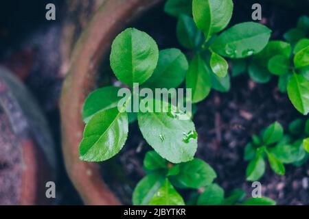 Flay lay of growing organic lemon seedlings on clay pot. Selective focus. Stock Photo