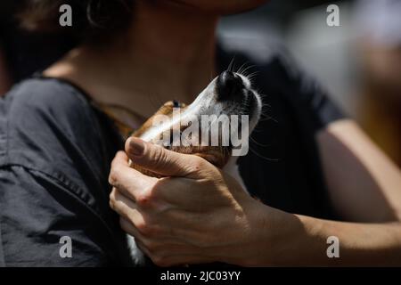 Shallow depth of field (selective focus) details with a caucasian woman holding a small and joyful Jack Russell Terrier dog on a sunny summer day. Stock Photo