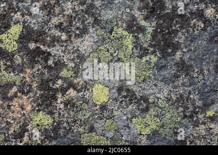 Different types of crustose lichen growing on a stone Stock Photo