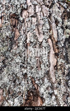 monk's-hood lichen Hypogymnia physodes growing on the trunk of a a fir tree Stock Photo