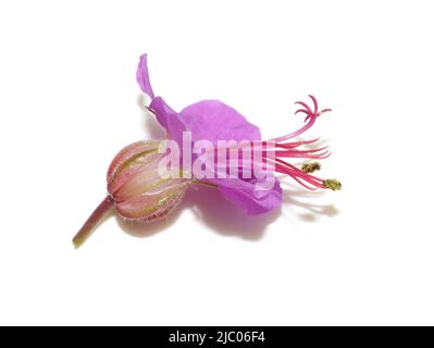 One single pink geranium cranesbill flower isolated on white background Stock Photo