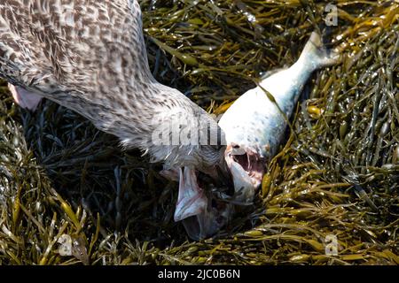 A non adult American Herring Gull (Larus smithsonianus) eating a fish in seaweed. Stock Photo