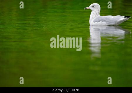 A non adult ring-billed gull (Larus delawarensis) swimming in a lake. Stock Photo