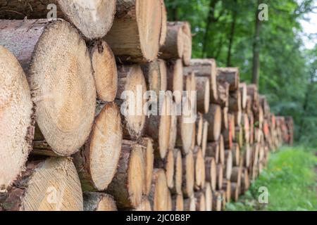 stacked tree trunks in the summer forest Stock Photo