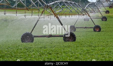 Bronkow, Germany. 08th June, 2022. Young soybeans grow in a field in the Lausitz region of the Oberspreewald-Lausitz district and have to be irrigated artificially. Soybeans are one of the oldest cultivated plants in the world and originally come from China. Credit: Patrick Pleul/dpa/Alamy Live News Stock Photo