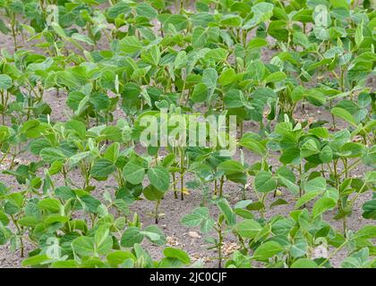 Bronkow, Germany. 08th June, 2022. Young soybeans grow in a field in the Lausitz region of the Oberspreewald-Lausitz district. Soybeans are one of the oldest cultivated plants in the world and originally come from China. Credit: Patrick Pleul/dpa/Alamy Live News Stock Photo