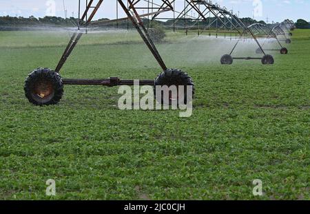 Bronkow, Germany. 08th June, 2022. Young soybeans grow in a field in the Lausitz region of the Oberspreewald-Lausitz district and have to be irrigated artificially. Soybeans are one of the oldest cultivated plants in the world and originally come from China. Credit: Patrick Pleul/dpa/Alamy Live News Stock Photo