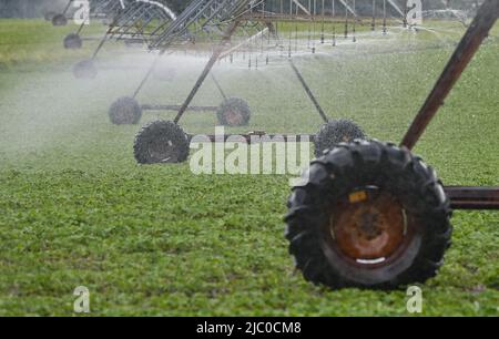 Bronkow, Germany. 08th June, 2022. Young soybeans grow in a field in the Lausitz region of the Oberspreewald-Lausitz district and have to be irrigated artificially. Soybeans are one of the oldest cultivated plants in the world and originally come from China. Credit: Patrick Pleul/dpa/Alamy Live News Stock Photo