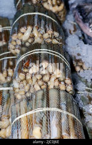 razor clams on ice, fresh seafood in a market stall Stock Photo