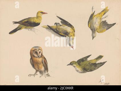 Studies of an owl and two wheelwales, draughtsman: Henriëtte Ronner, draughtsman: Josephus Augustus Knip, (rejected attribution), 1843, paper, brush, pen, h 257 mm × w 367 mm Stock Photo