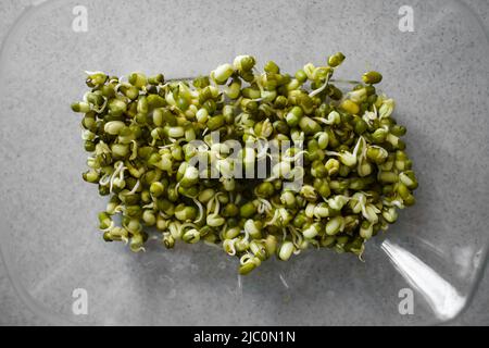 Closeup of sprouted mung beans in transparent glass bowl on gray counter background isolated top down view Growing beans sprouts Sprouting green gram
