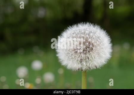 Dandelion head close up, wildflower with seeds Stock Photo