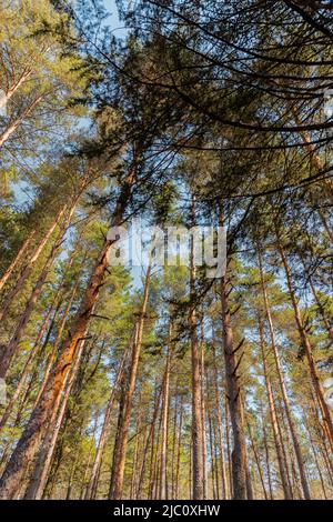 Big pine trees seen from below. Stock Photo