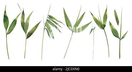 Watercolor illustration of a set of bamboo parts. The leaves and twigs are green. For the design of banners, postcards, posters, for advertising and b Stock Photo