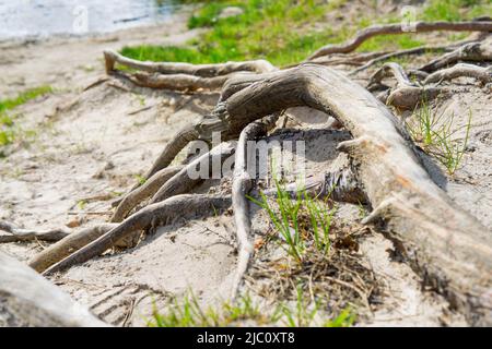 Exposed old tree roots leading to the lake. Stock Photo