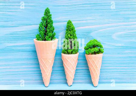 Three tiny trees in waffle cones isolated on a blue textured wooden background. Stock Photo