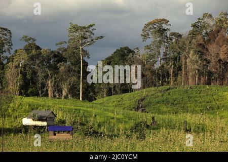 Landscape of agricultural field lying next to forest area in Sungai Utik, Batu Lintang, Embaloh Hulu, Kapuas Hulu, West Kalimantan, Indonesia. Stock Photo