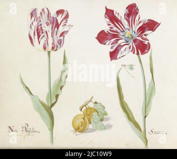 The drawing is part of an album, Two tulips with two yellow fruits Non Plusulta / Sitarea, draughtsman: Jacob Marrel, (mentioned on object), 1637, parchment (animal material), brush, h 265 mm × w 335 mm Stock Photo