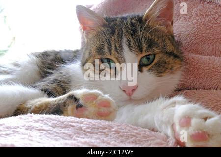 Adult female Tabby cat staring at the camera Stock Photo