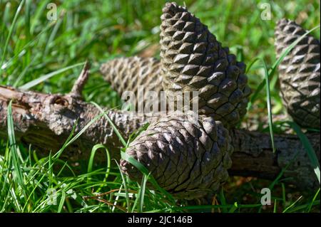 Pine cones attached to a branch lie on the ground Stock Photo